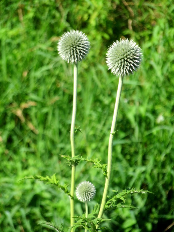 Drüsenlose Kugeldistel (Echinops exaltatus) am Kraichbach in Hockenheim