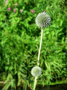 Drüsenlose Kugeldistel (Echinops exaltatus) am Kraichbach in Hockenheim