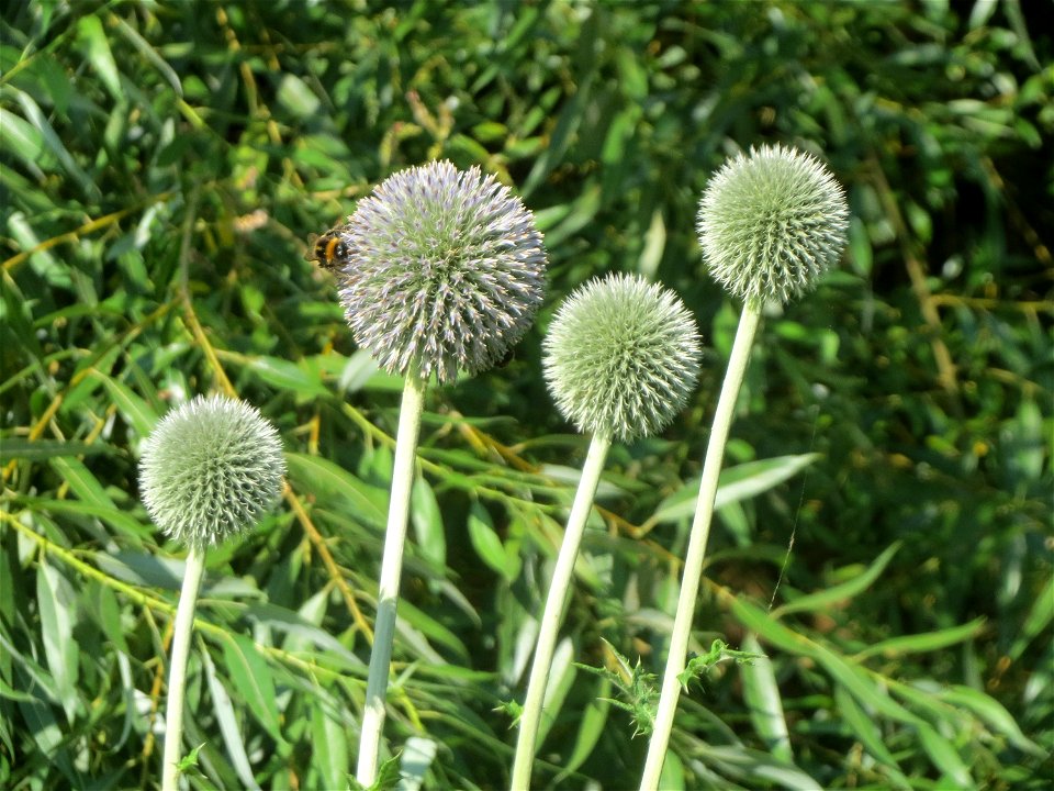 Drüsenlose Kugeldistel (Echinops exaltatus) am Kraichbach in Hockenheim