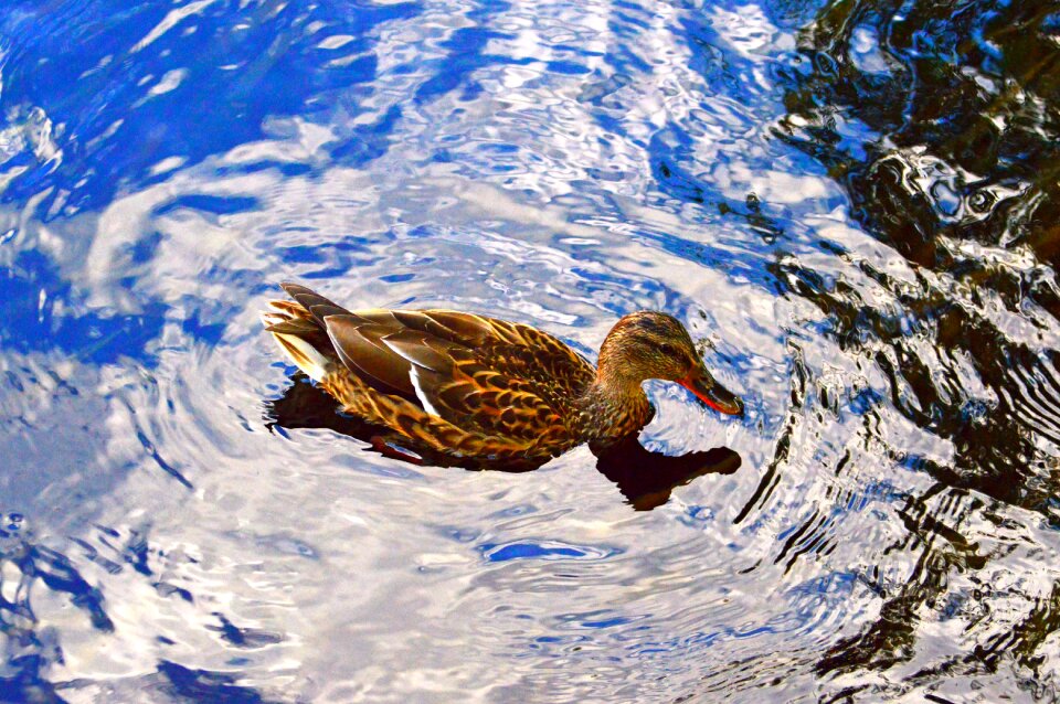 Animal water nature