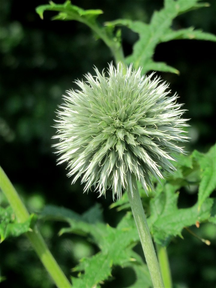 Drüsenlose Kugeldistel (Echinops exaltatus) am Kraichbach in Hockenheim