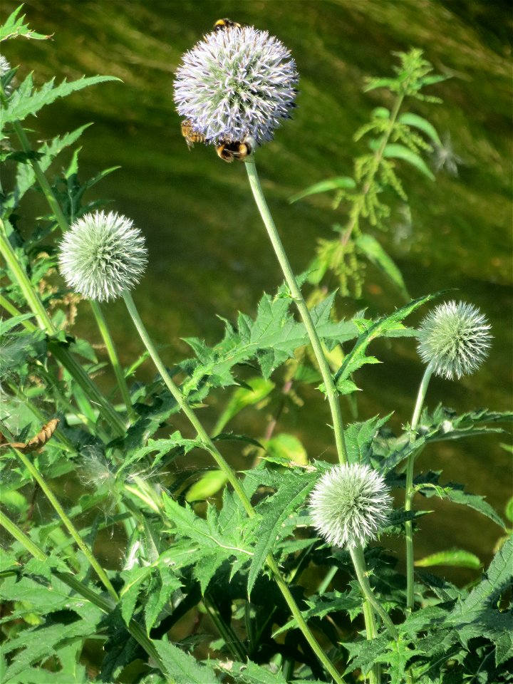 Drüsenlose Kugeldistel (Echinops exaltatus) am Kraichbach in Hockenheim