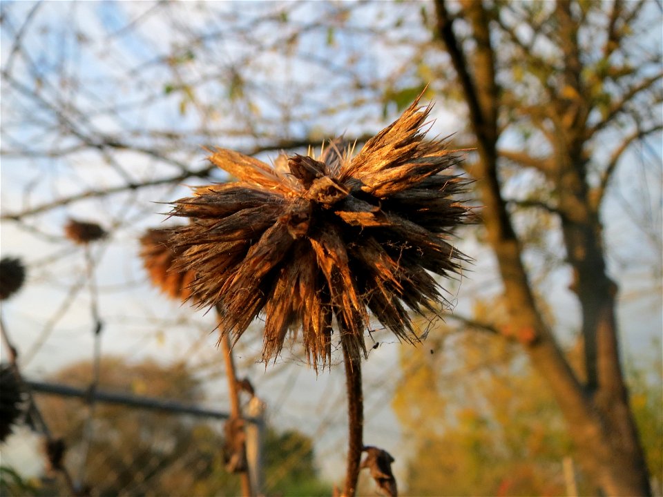 Drüsenblättrige Kugeldistel (Echinops sphaerocephalus) im Hockenheimer Rheinbogen