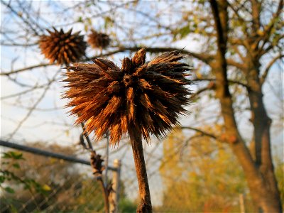 Drüsenblättrige Kugeldistel (Echinops sphaerocephalus) im Hockenheimer Rheinbogen