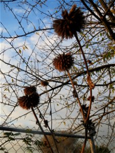 Drüsenblättrige Kugeldistel (Echinops sphaerocephalus) im Hockenheimer Rheinbogen