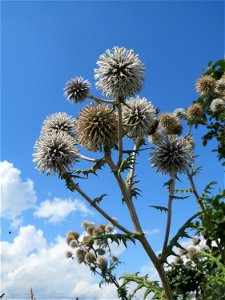 Drüsenblättrige Kugeldistel (Echinops sphaerocephalus) bei Wiesbaden-Erbenheim photo