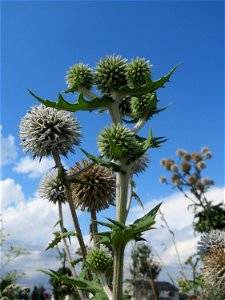 Drüsenblättrige Kugeldistel (Echinops sphaerocephalus) bei Wiesbaden-Erbenheim photo