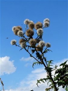 Drüsenblättrige Kugeldistel (Echinops sphaerocephalus) bei Wiesbaden-Erbenheim