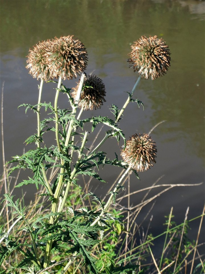 Drüsenblättrige Kugeldistel (Echinops sphaerocephalus) am Kraichbach in Hockenheim