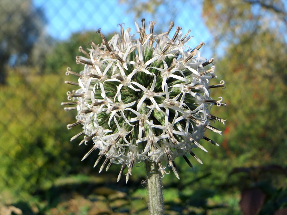 Drüsenblättrige Kugeldistel (Echinops sphaerocephalus) am Rand vom Hockenheimer Rheinbogen
