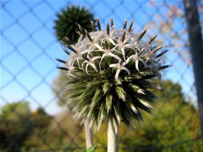 Drüsenblättrige Kugeldistel (Echinops sphaerocephalus) am Rand vom Hockenheimer Rheinbogen