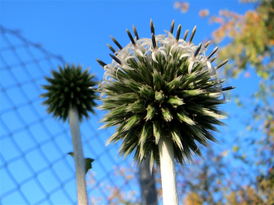 Drüsenblättrige Kugeldistel (Echinops sphaerocephalus) am Rand vom Hockenheimer Rheinbogen - Ursprung: Südeuropa und Vorderasien