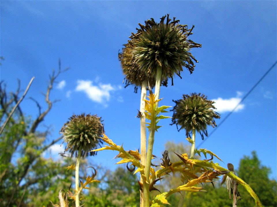 Drüsenblättrige Kugeldistel (Echinops sphaerocephalus) oberhalb von Fechingen