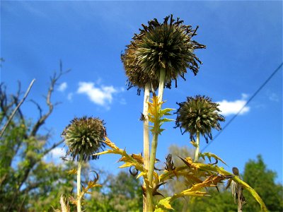 Drüsenblättrige Kugeldistel (Echinops sphaerocephalus) oberhalb von Fechingen