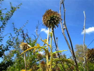 Drüsenblättrige Kugeldistel (Echinops sphaerocephalus) oberhalb von Fechingen