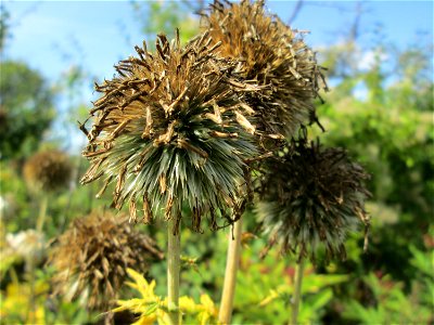 Drüsenblättrige Kugeldistel (Echinops sphaerocephalus) oberhalb von Fechingen photo