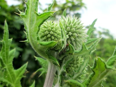 Drüsenblättrige Kugeldistel (Echinops sphaerocephalus) am Birzberg bei Fechingen
