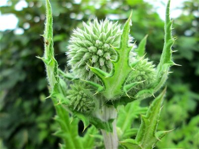 Drüsenblättrige Kugeldistel (Echinops sphaerocephalus) am Birzberg bei Fechingen