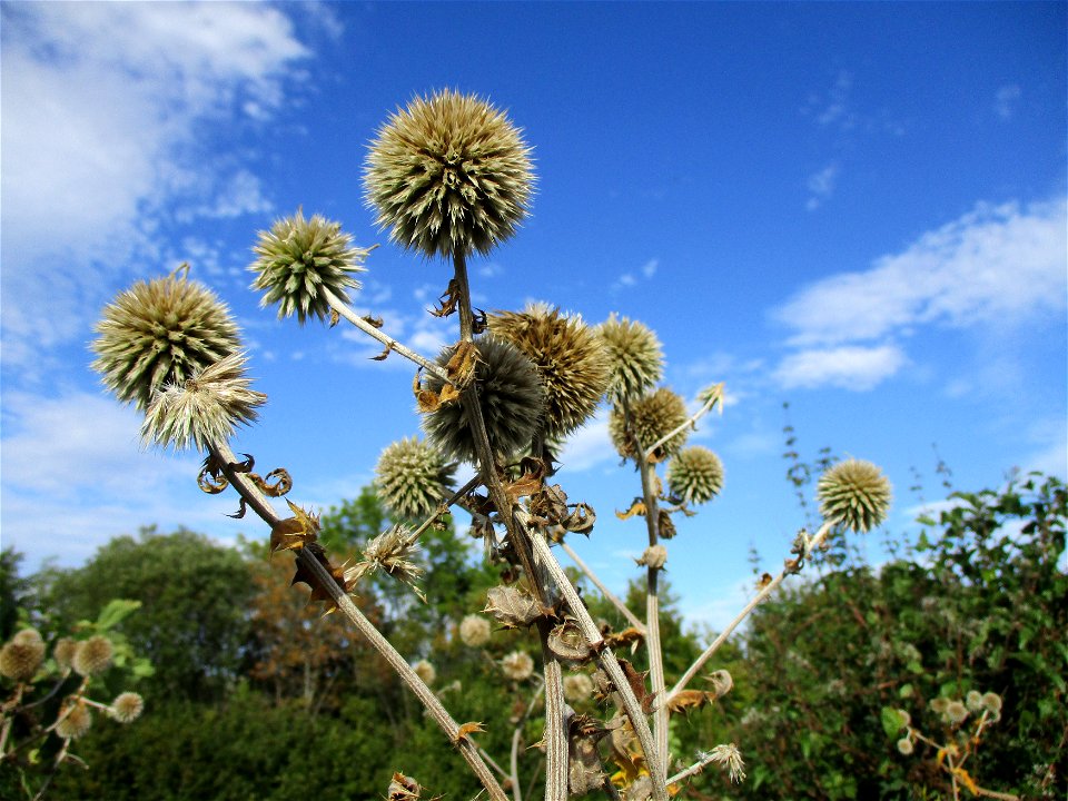 Drüsenblättrige Kugeldistel (Echinops sphaerocephalus) am Birzberg oberhalb von Fechingen