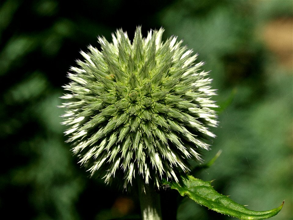 Echinops sphaerocephalus L.