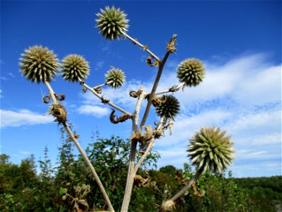 Drüsenblättrige Kugeldistel (Echinops sphaerocephalus) am Birzberg oberhalb von Fechingen