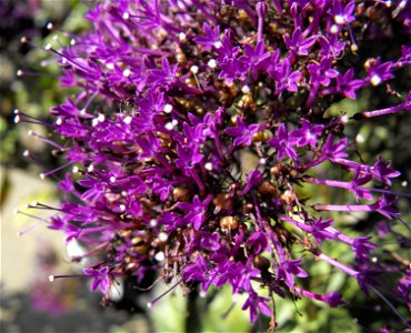 Trachelium caeruleum at the San Diego Home & Garden Show, Del Mar, California, USA. Identified by exhibitor's sign.