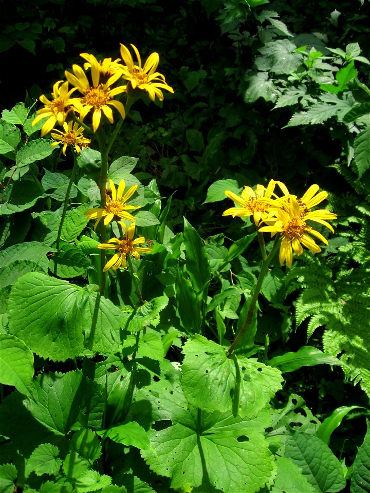 Ligularia dentata, Aizu area, Fukushima pref., Japan