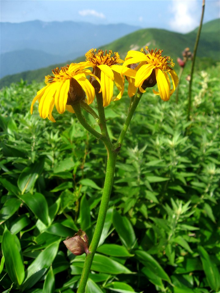 Ligularia dentata, Aizu area, Fukushima pref., Japan