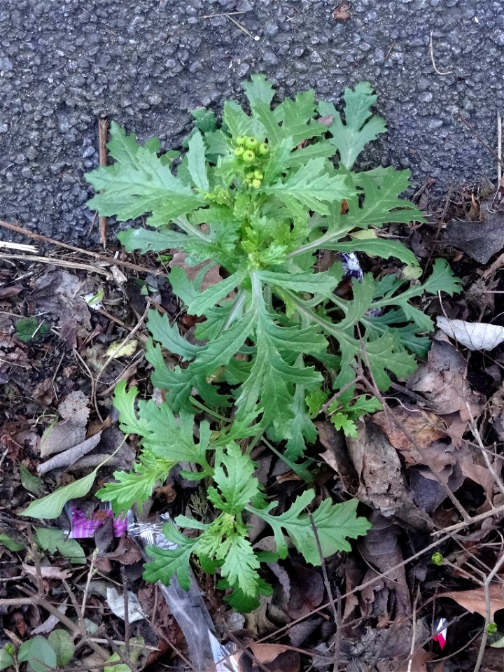 Senecio squalidus