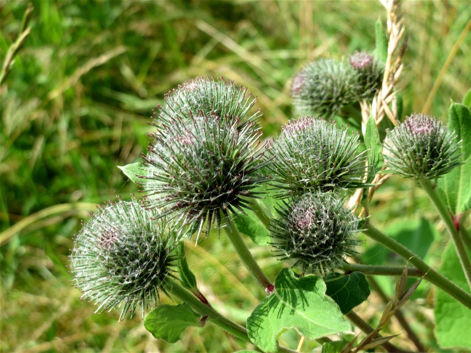 Filz-Klette (Arctium tomentosum) im Landschaftsschutzgebiet Hockenheimer Rheinbogen