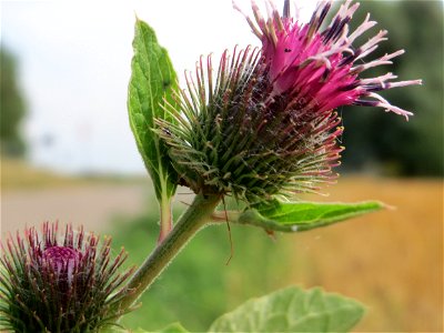 Filz-Klette (Arctium tomentosum) im Landschaftsschutzgebiet „Hockenheimer Rheinbogen“