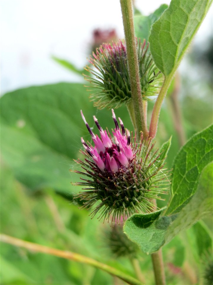 Filz-Klette (Arctium tomentosum) im Landschaftsschutzgebiet „Hockenheimer Rheinbogen“