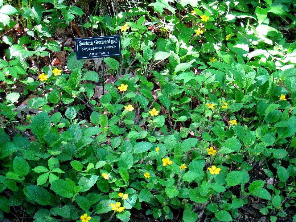 Botanical Gardens at Asheville, Asheville, North Carolina, USA. Southern green-and-gold (Chrysogonum australe).