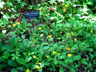 Botanical Gardens at Asheville, Asheville, North Carolina, USA. Southern green-and-gold (Chrysogonum australe).