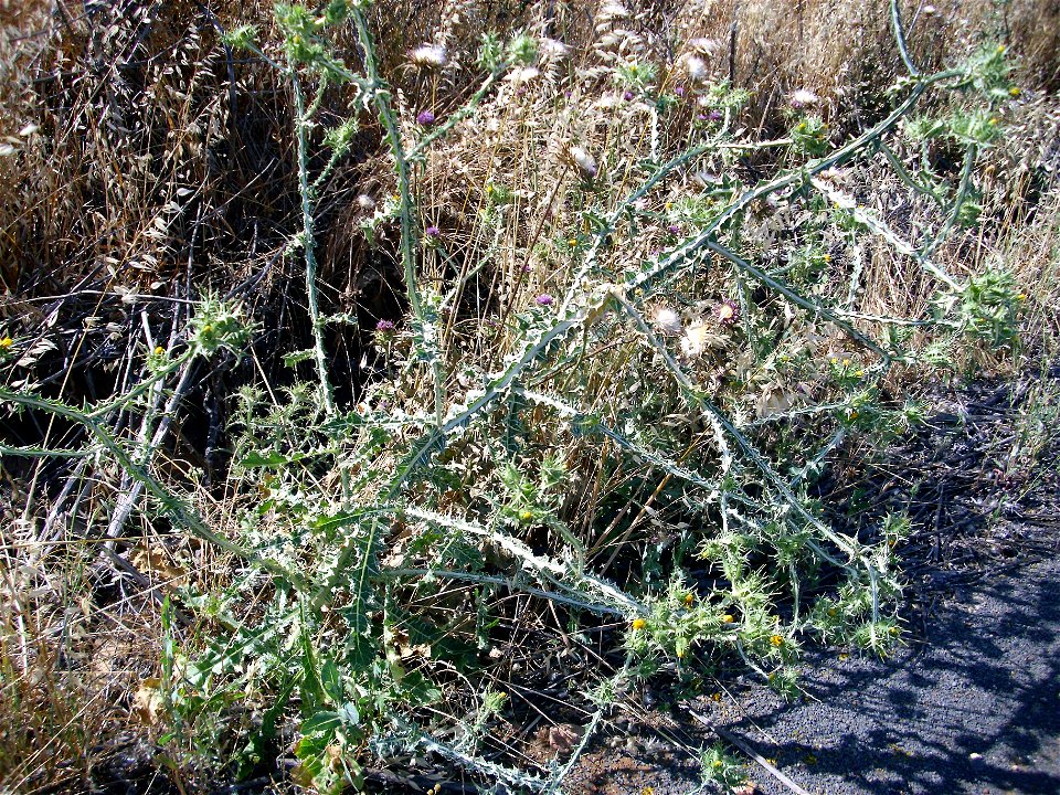 Carthamus lanatus habit Campo de Calatrava, Spain