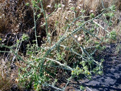 Carthamus lanatus habit Campo de Calatrava, Spain