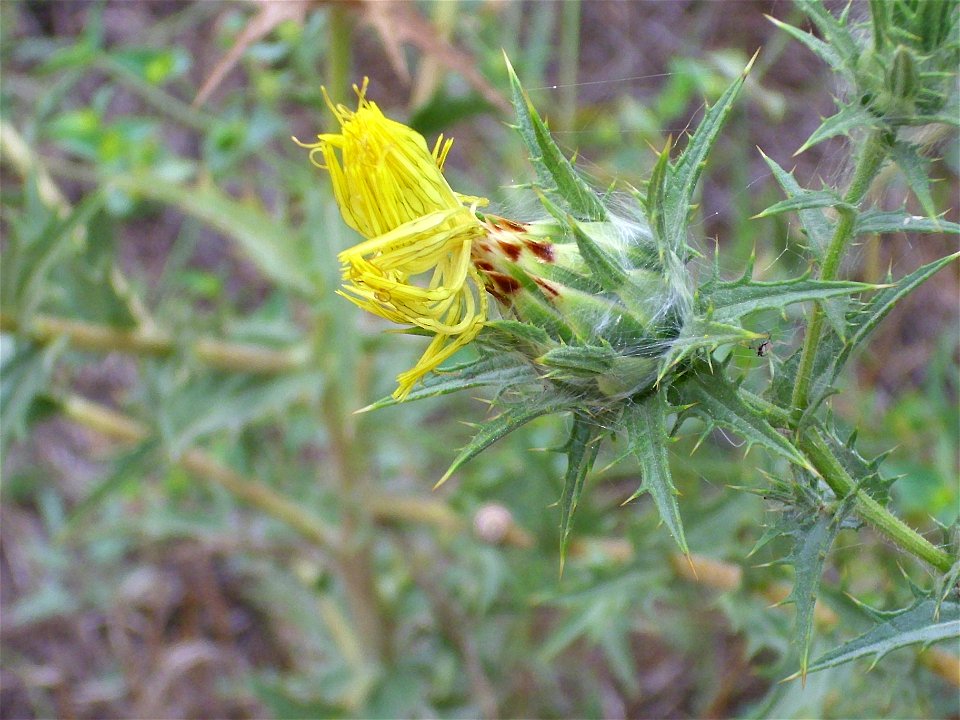 Carthamus lanatus close up, La Mata, Torrevieja, Alicante, Spain.