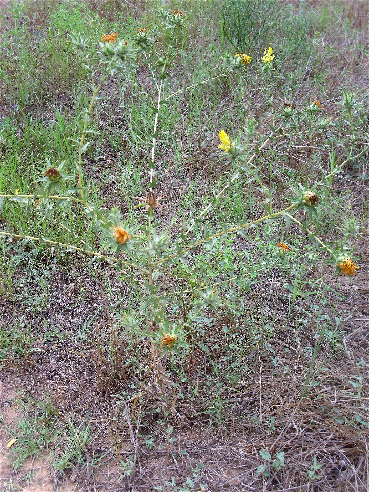 Carthamus lanatus Habitus, La Mata, Torrevieja, Alicante, Spain.