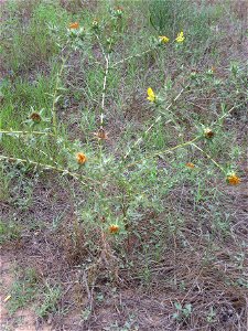 Carthamus lanatus Habitus, La Mata, Torrevieja, Alicante, Spain.