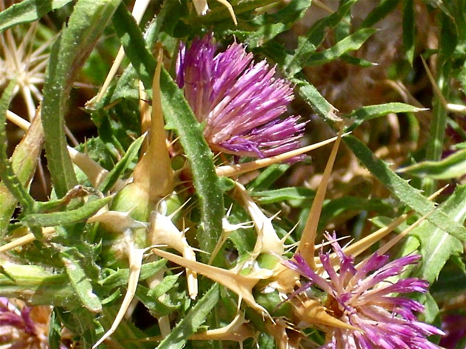 Centaurea calcitrapa inflorescence in Sierra de Alfacar y Víznar, Granada, Spain.