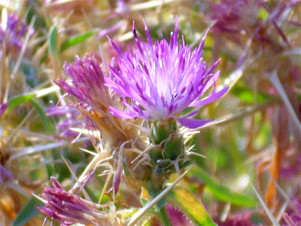 Centaurea calcitrapa close up, Dehesa Boyal de Puertollano, Spain