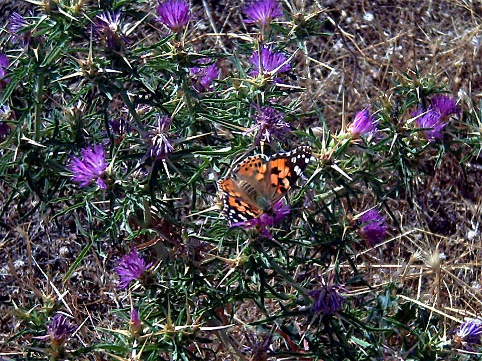 Centaurea calcitrapa flowers and polinator, Alhorin, Valle de Alcudia, Spain