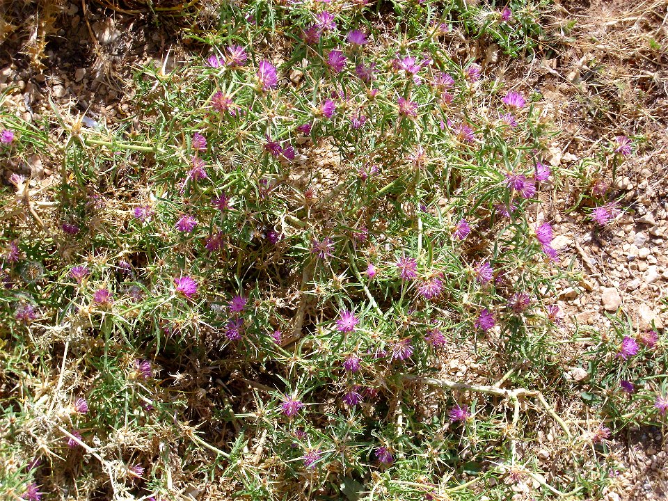 Centaurea calcitrapa habit, in Sierra de Alfacar y Víznar, Granada, Spain.