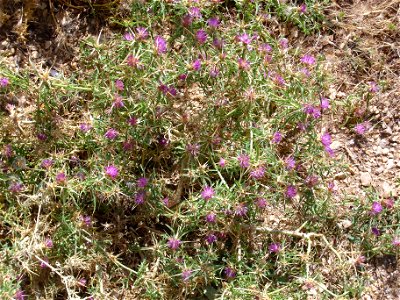 Centaurea calcitrapa habit, in Sierra de Alfacar y Víznar, Granada, Spain.