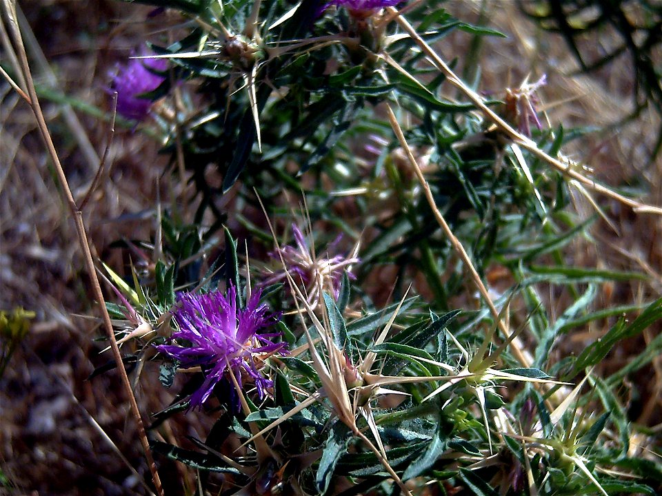 Centaurea calcitrapa flowers close up, Alhorin, Valle de Alcudia, Spain