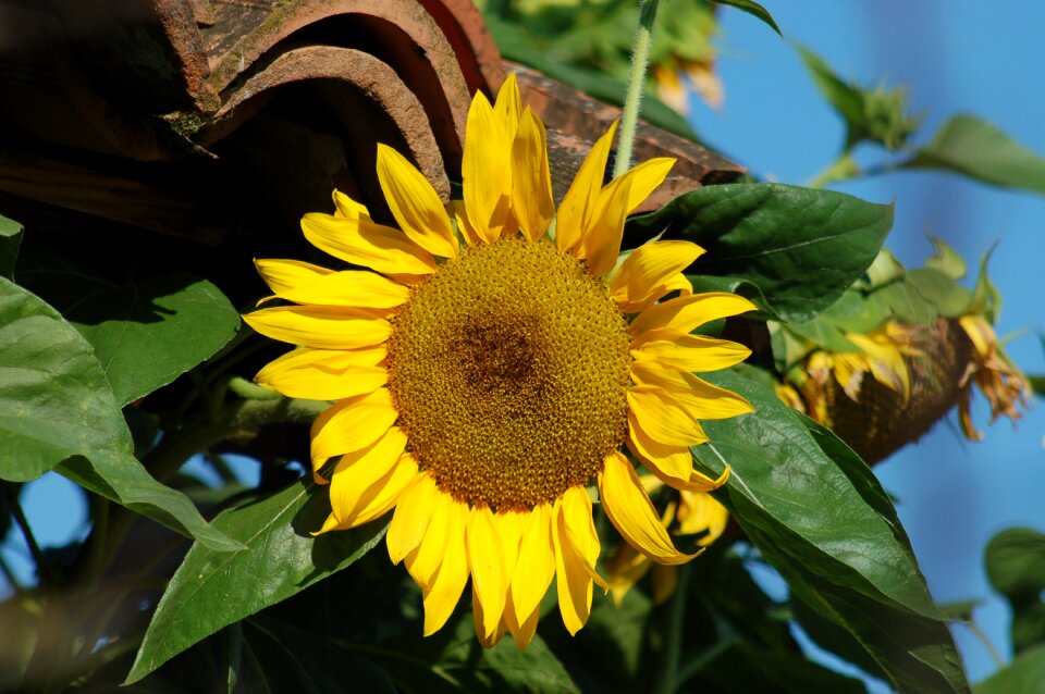 Sunflowers yellow flower