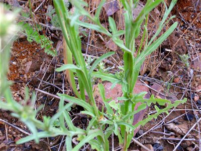 Centaurea melitensis leaves, Dehesa Boyal de Puertollano, Spain photo