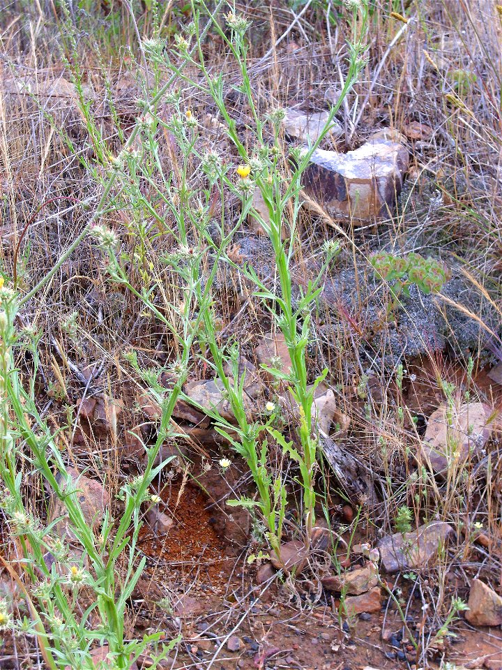 Centaurea melitensis habit, Dehesa Boyal de Puertollano, Spain