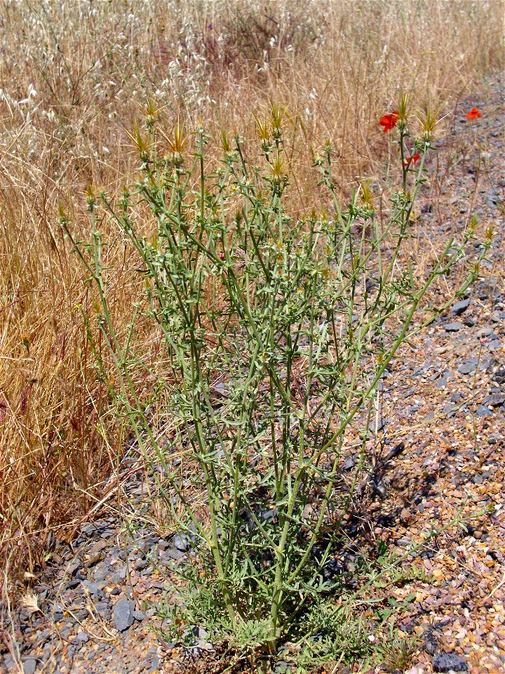 Centaurea melitensis habit, Valle de Alcudia, Spain