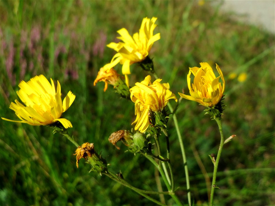 Doldiges Habichtskraut (Hieracium umbellatum) im Schwetzinger Hardt
